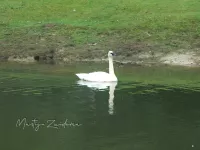 Fluitzwaan [Cygnus columbianus]